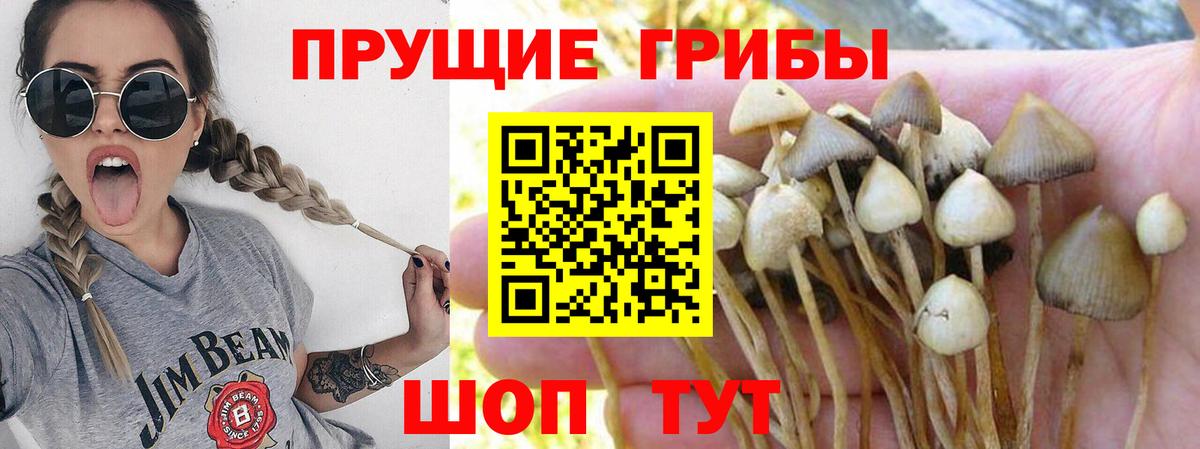 Псилоцибиновые грибы ЛСД Горячий Ключ